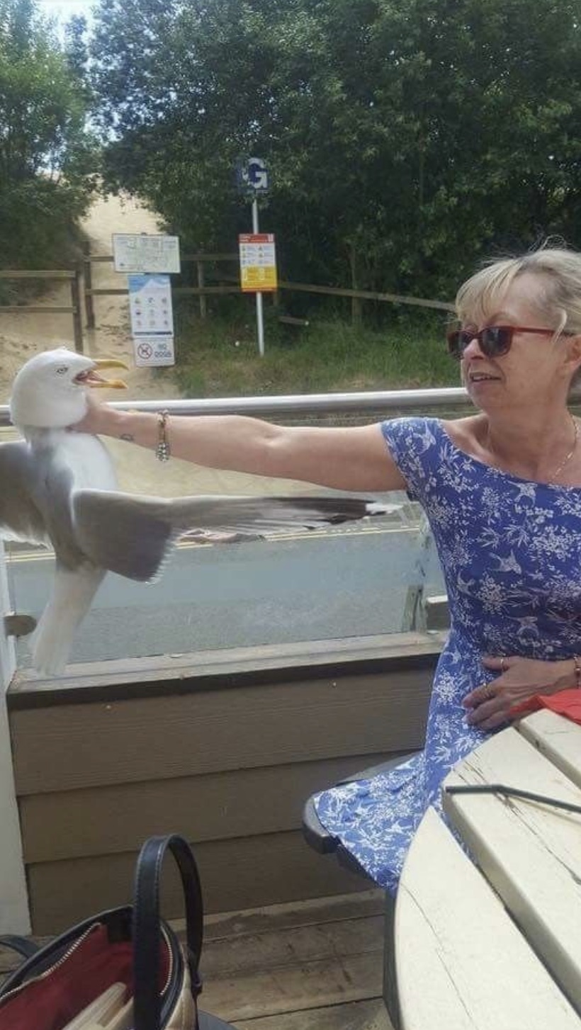 strangling a seagull